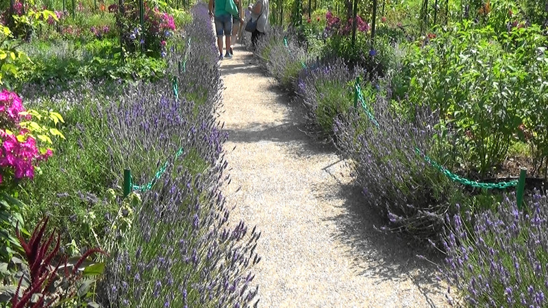 Pathway of lavender,Monet's Garden