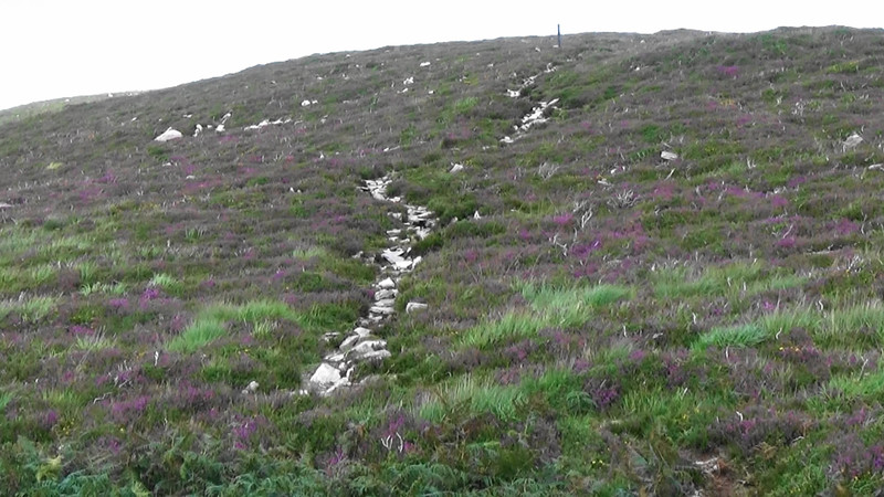 Trail down the last peak and a hillside of heather coming into bloom