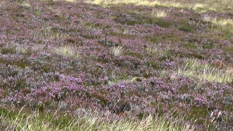 The heather in bloom