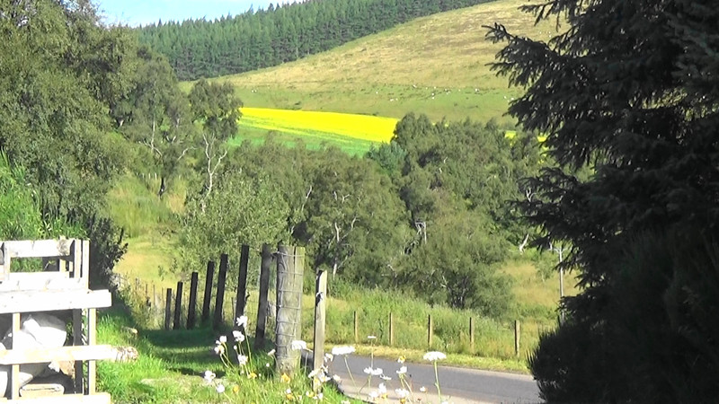 Driveway to the chalet.Notice the yellow flowered crop on the hillside in contrast to the green