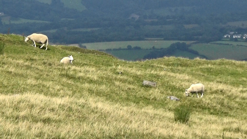 Some Welsh lamb on the hoof