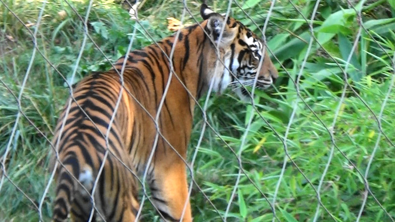Supreme tiger