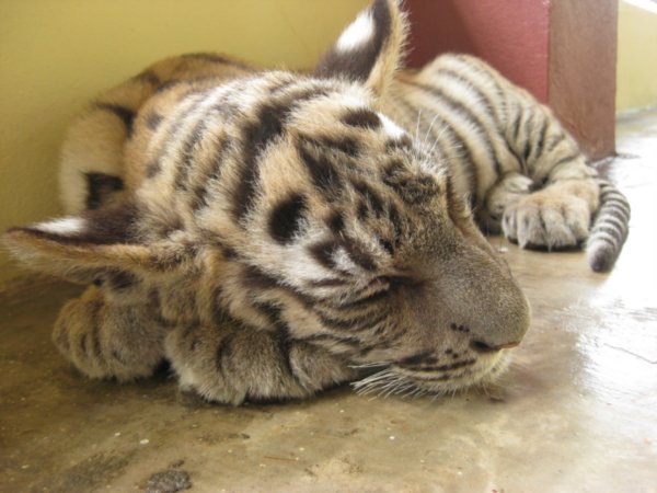 Sleepy tiger cub