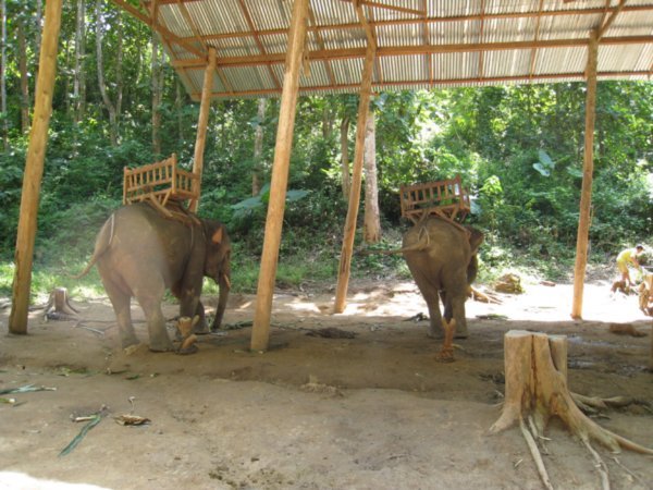 Elephants waiting for tourists in the shade