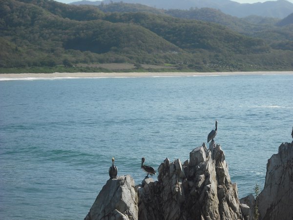 Pelicans are very active on this beach, all the time diving for fish - except for rare breaks to dry off like this