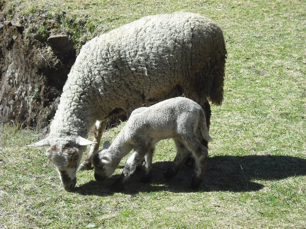 Cute lambs grassing at las ruinas del carmen