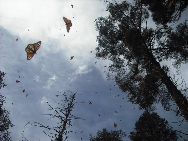 The air full of Monarchs
