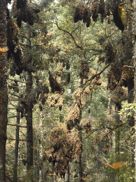 Monarchs hanging in clusters of the fir trees