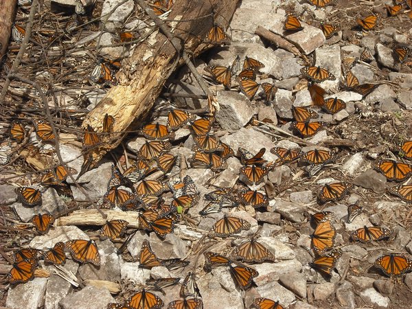 Monarchs covering the ground