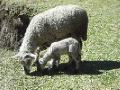 Cute lambs grassing at las ruinas del carmen