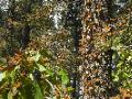 Monarchs sunbathing on tree trunks and branches