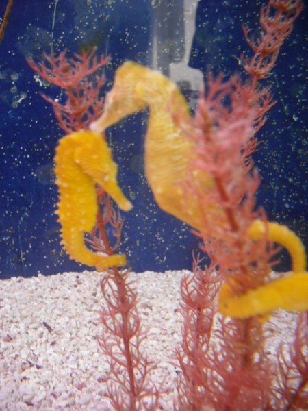 My first sea horse sighting