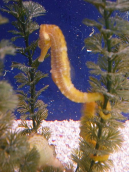 Another seahorse with its tail wrapped 