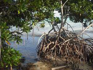 Mangrove by Punta Allen