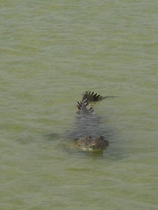 Crocodile - in the wild