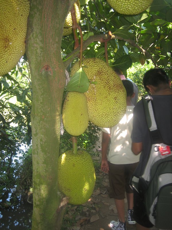 big fruit