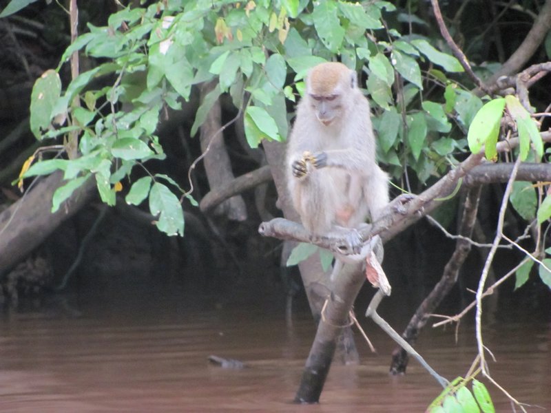 Monkey on the river