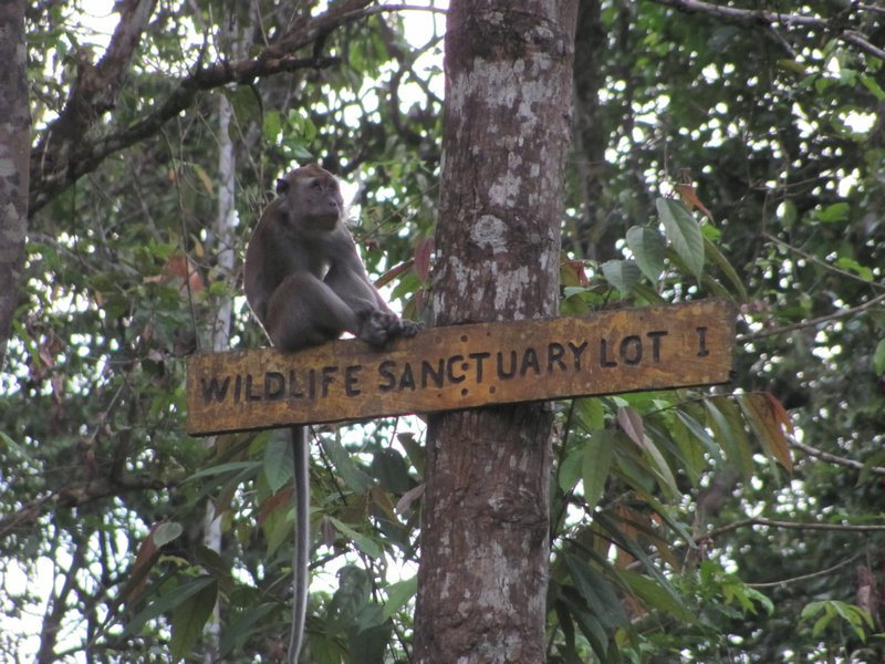 Monkey hanging