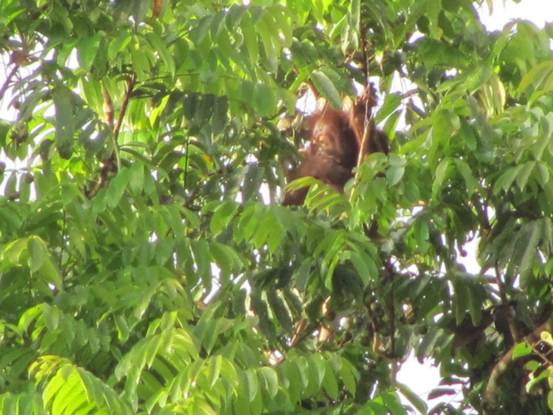 Orangutan in the tree