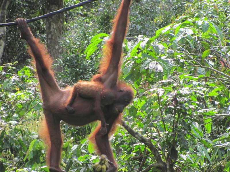 Orangutan Rehabilitation center