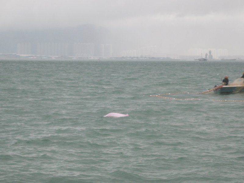 pink dolphins in Hong Kong