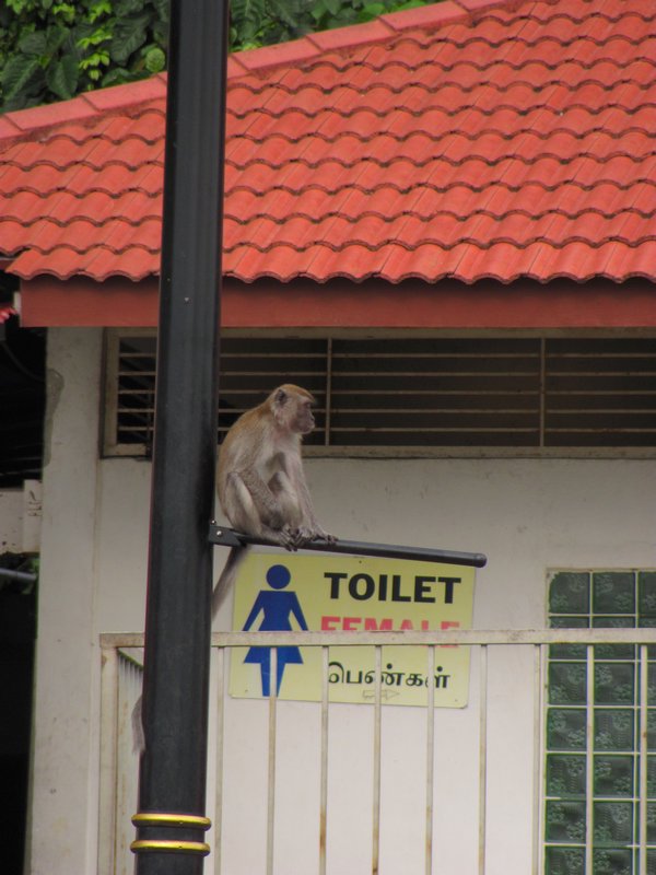 Monkeys guarding the bathrooms at Batu Caves in Kuala Lumpur