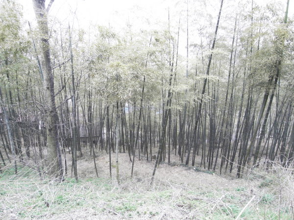 The Bamboo forests
