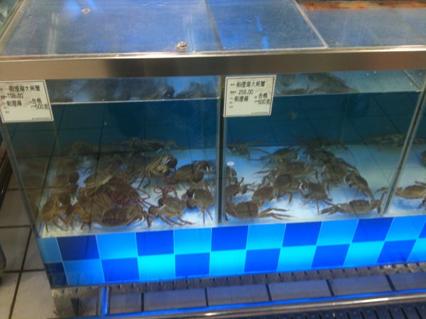 Choose which hairy crab you would like...they are having a lovely swim!