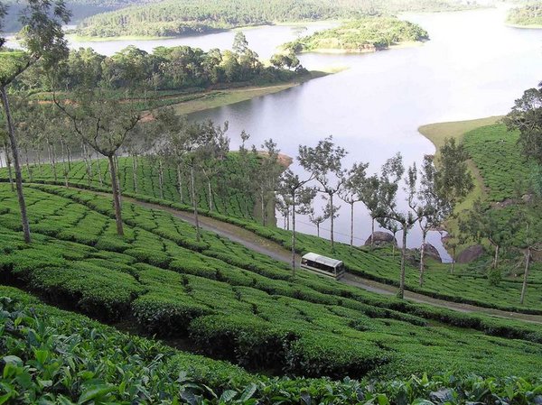 Welcome to Munnar!
