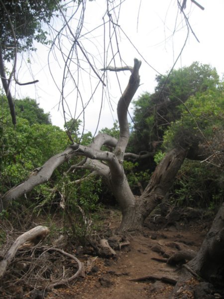 The crazy twisted trees that where near the beach