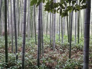 Arashiyama Bamboo Groves