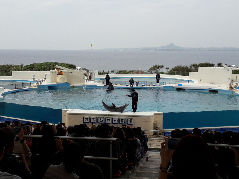 The daily Dolphin shows