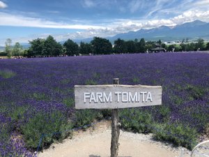 Farm Tomita, Furano, Summer 2018 