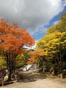 Autumn foliage in Daegu