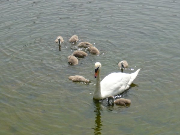 Swans @ Hampstead Heath