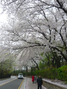 Sakuras in full bloom, Incheon