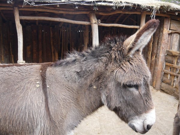 A donkey in distress
