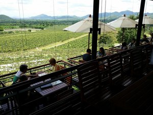 Hua Hin Hills Vineyards
