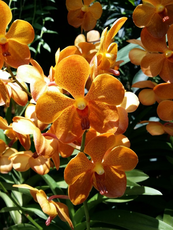 Orchids