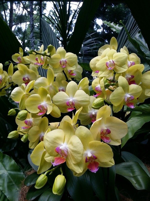 And more Orchids