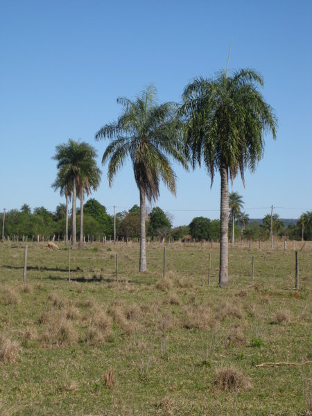 Cocotero (coconut) Trees