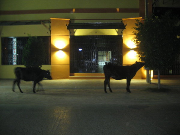 Cows walking down the street in Villeta (Ashley was shocked)