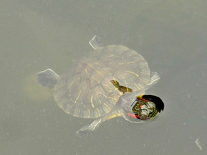 Wannian Temple Turtle