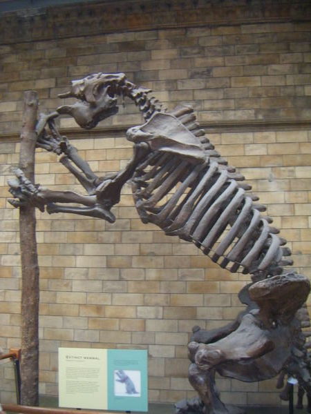 Dead giant sloth