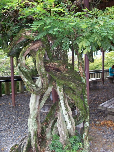 cool tree
