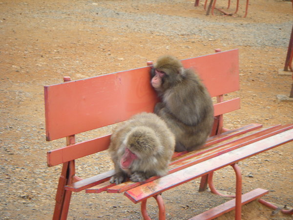 monkey bench