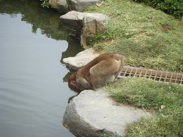 monkey drinking
