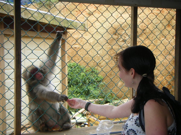 kirsty feeding monkey