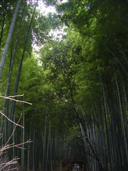path of bamboo