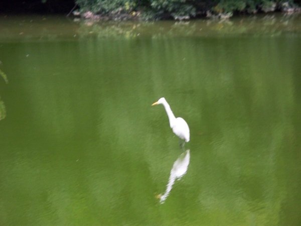 bird on lake